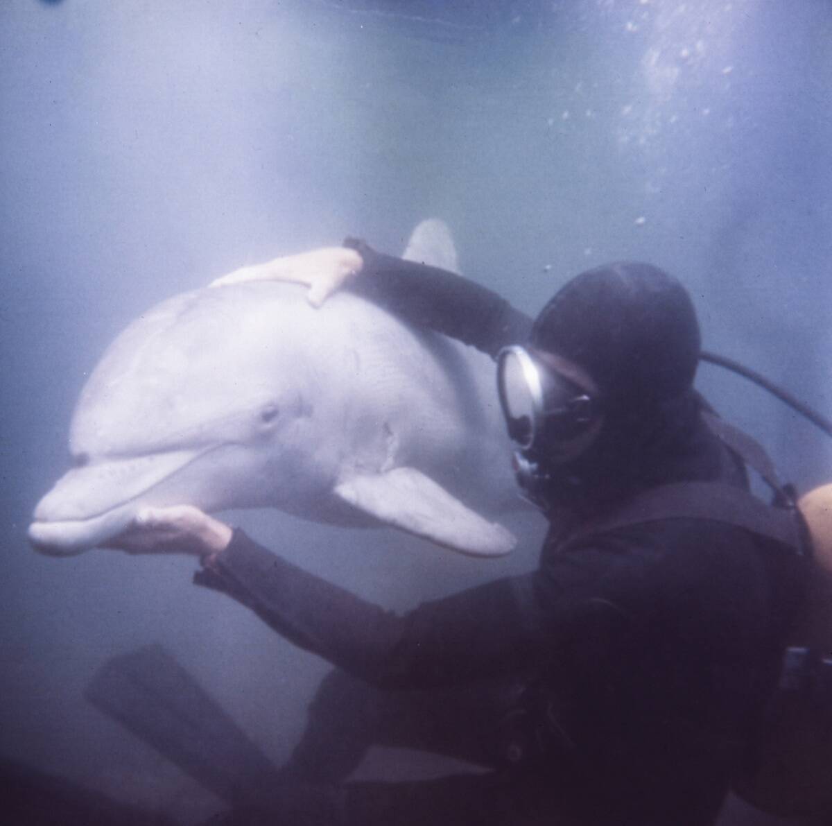 Tuffy and U.S. Navy Diver Training In The Porpoise Pool At The Naval Missile Center