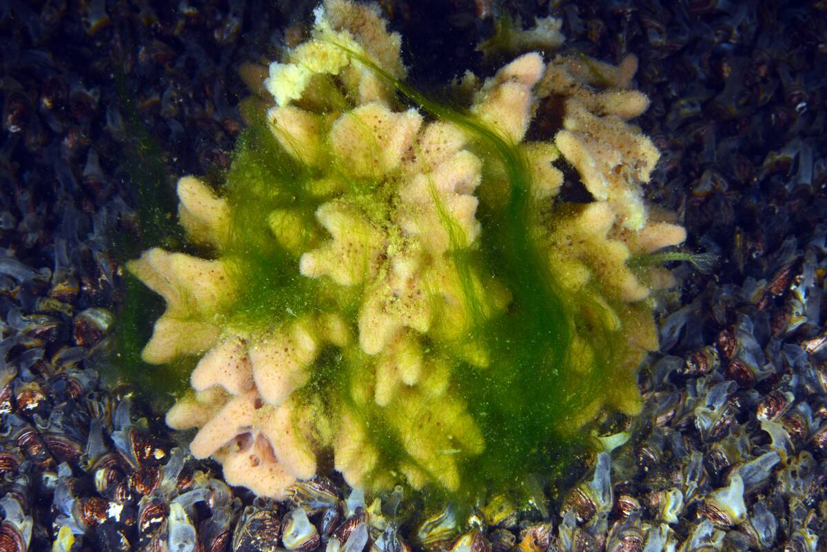 Underwater of Kapulukaya Dam in Turkiye's Kırıkkale