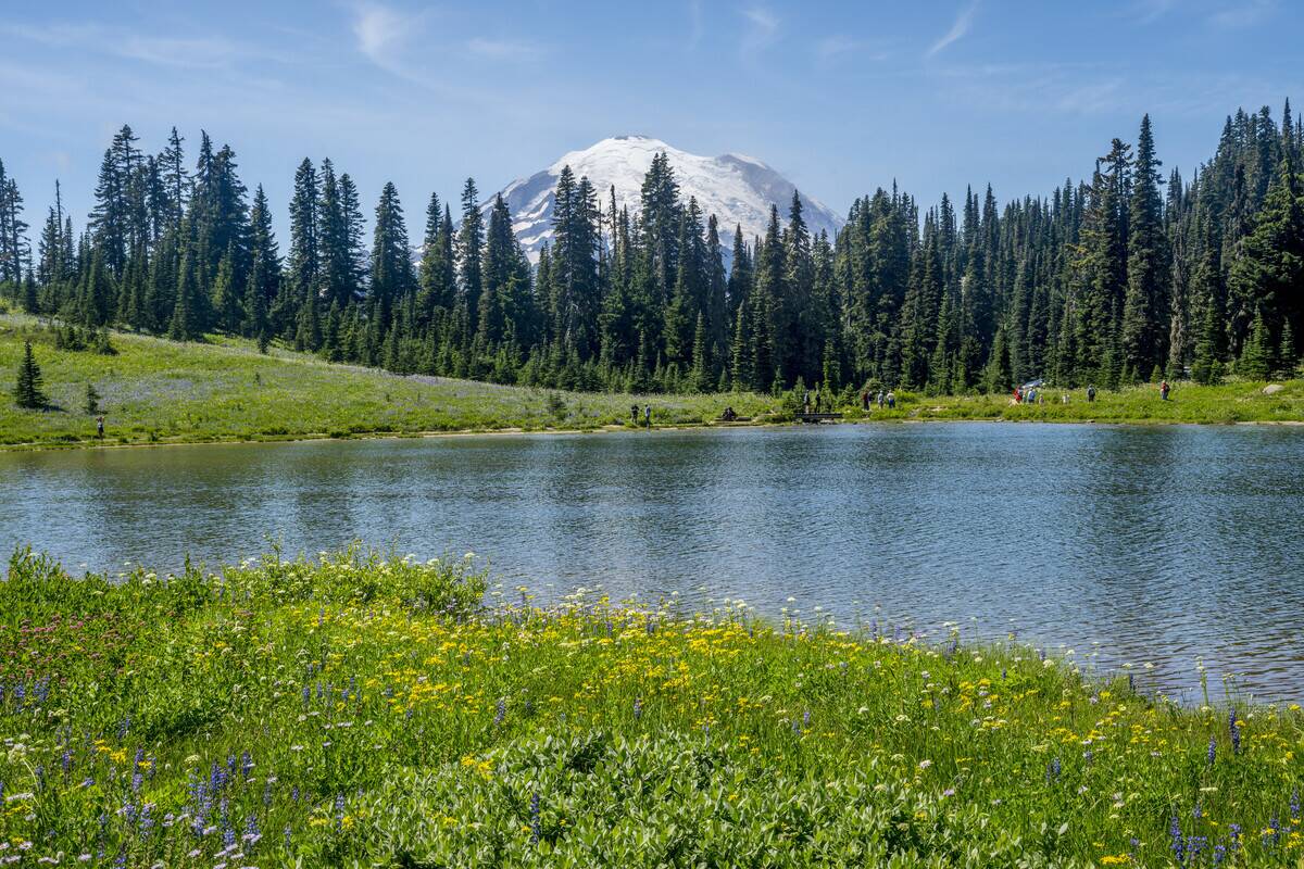 View of Tipsoo Lake with wildflowers and Mount Rainier from...