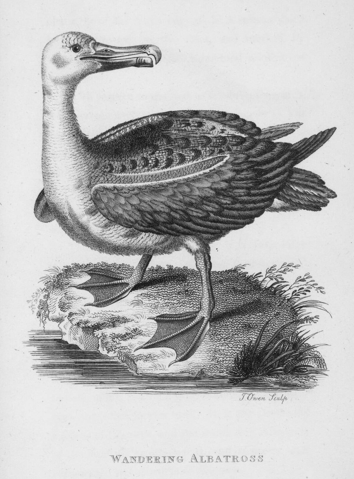 Wandering Albatross Engraving