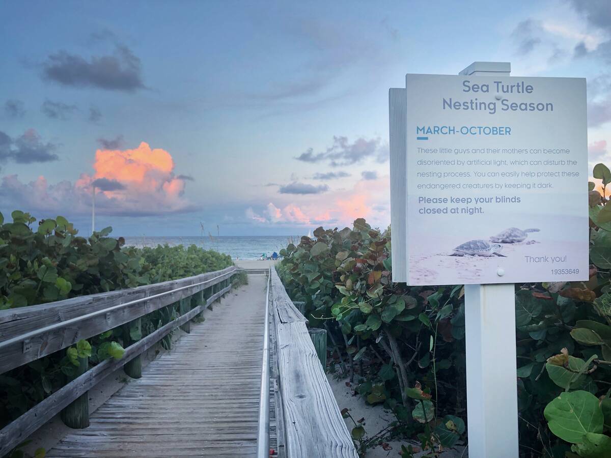 Warning sign about Sea Turtle Nesting Season on beach, Singer Island, Florida