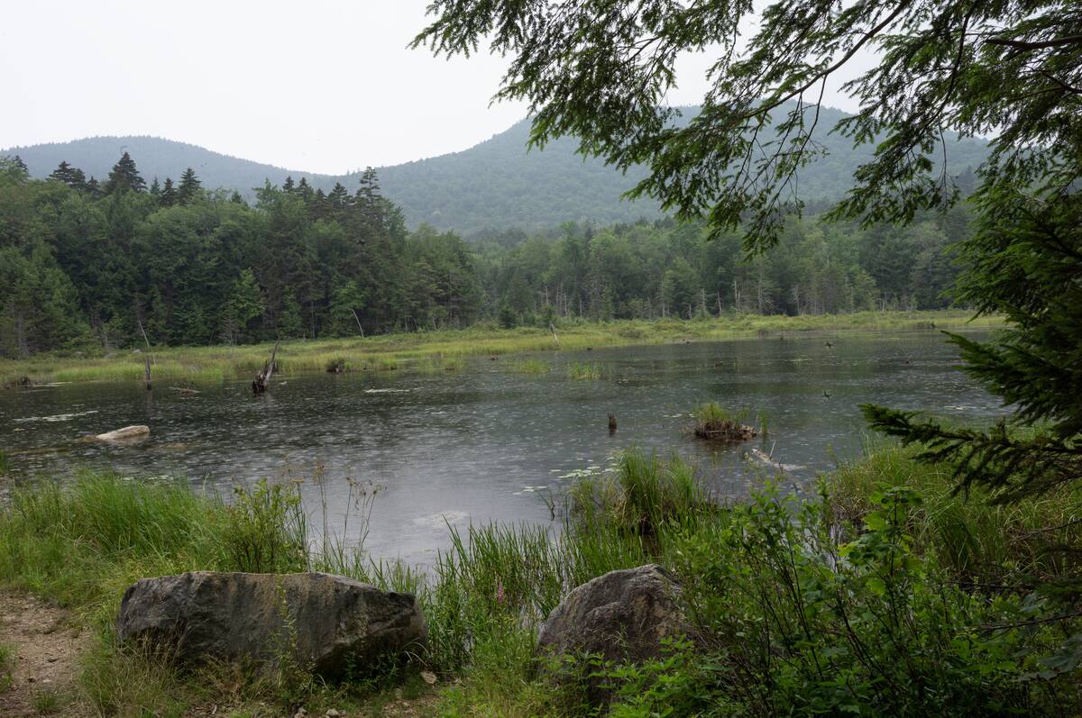 White Mountain National Forest