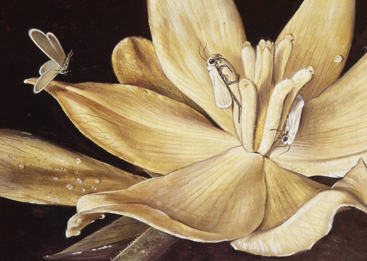 Yucca Moth, Prodoxidae