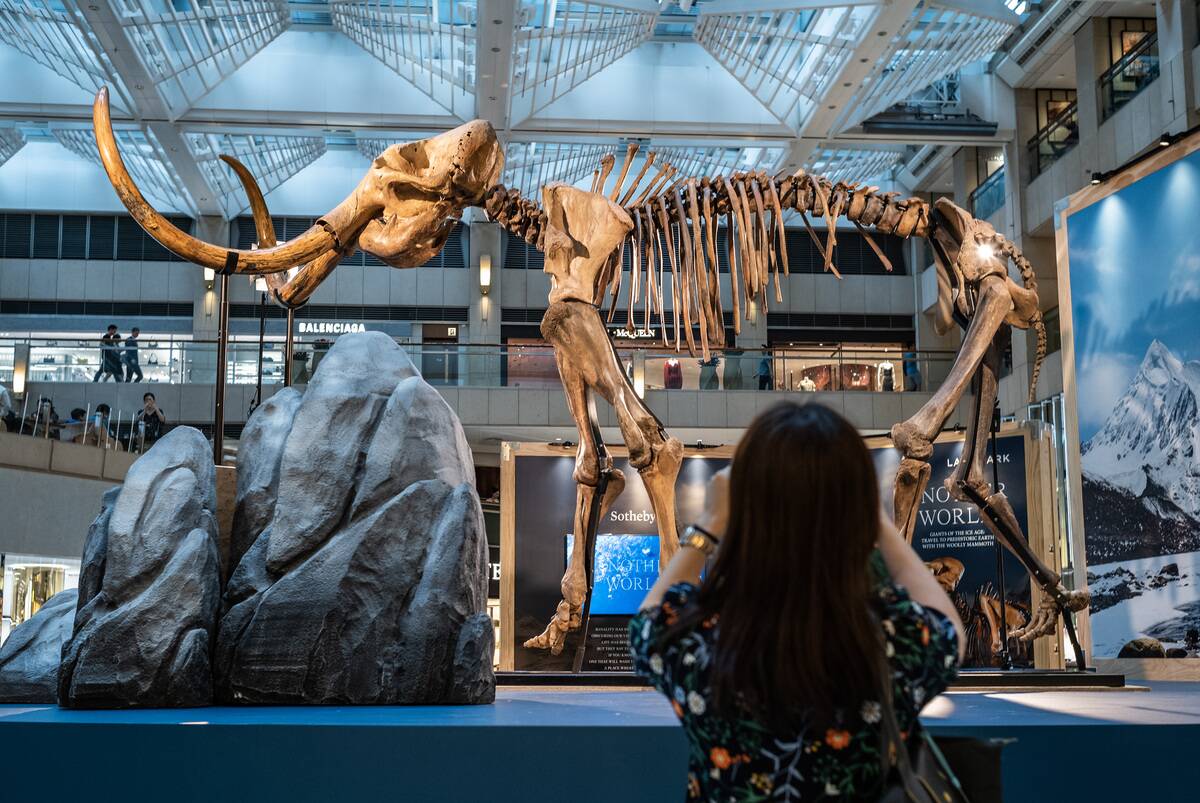 12,000-year-old Woolly Mammoth Unveiled In Hong Kong