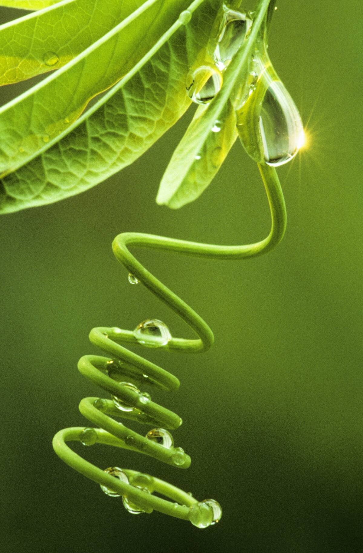 2000s DEW DROPS ON CURLED...