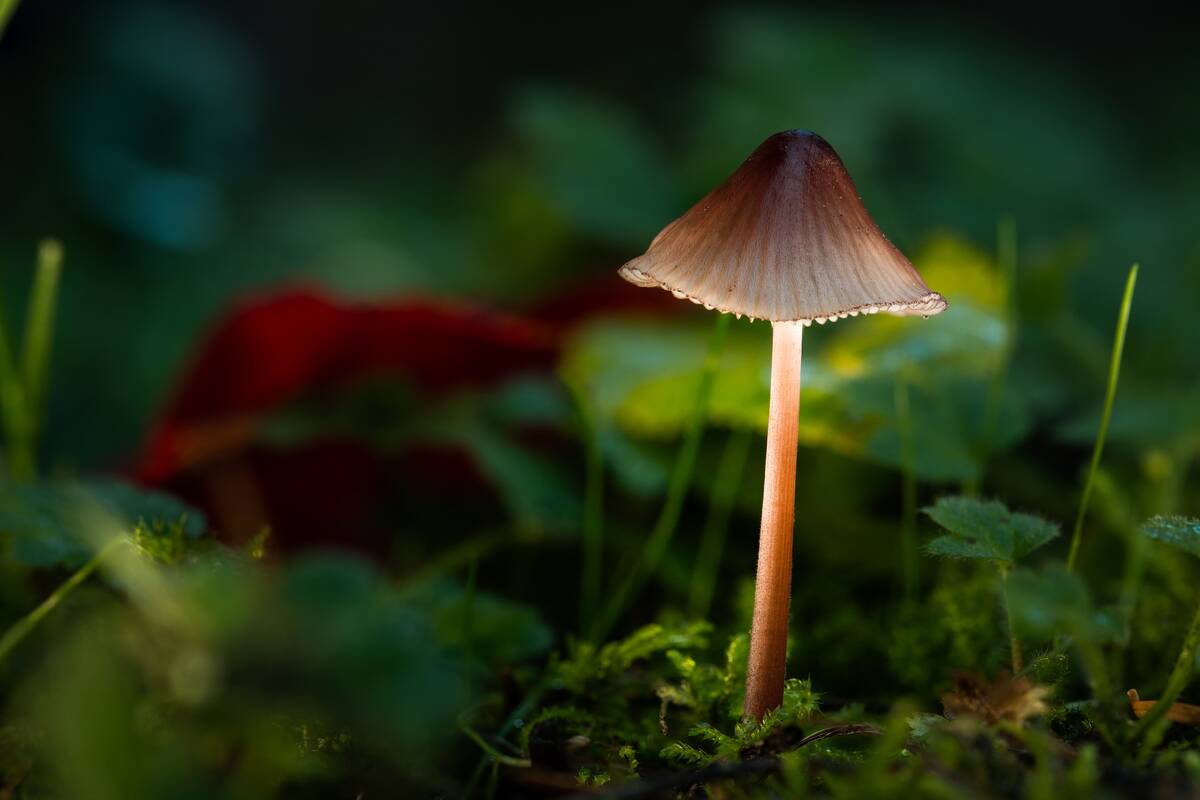 A_tiny_mushroom_on_the_a_carpet_of_moss_glows_(51636598540)