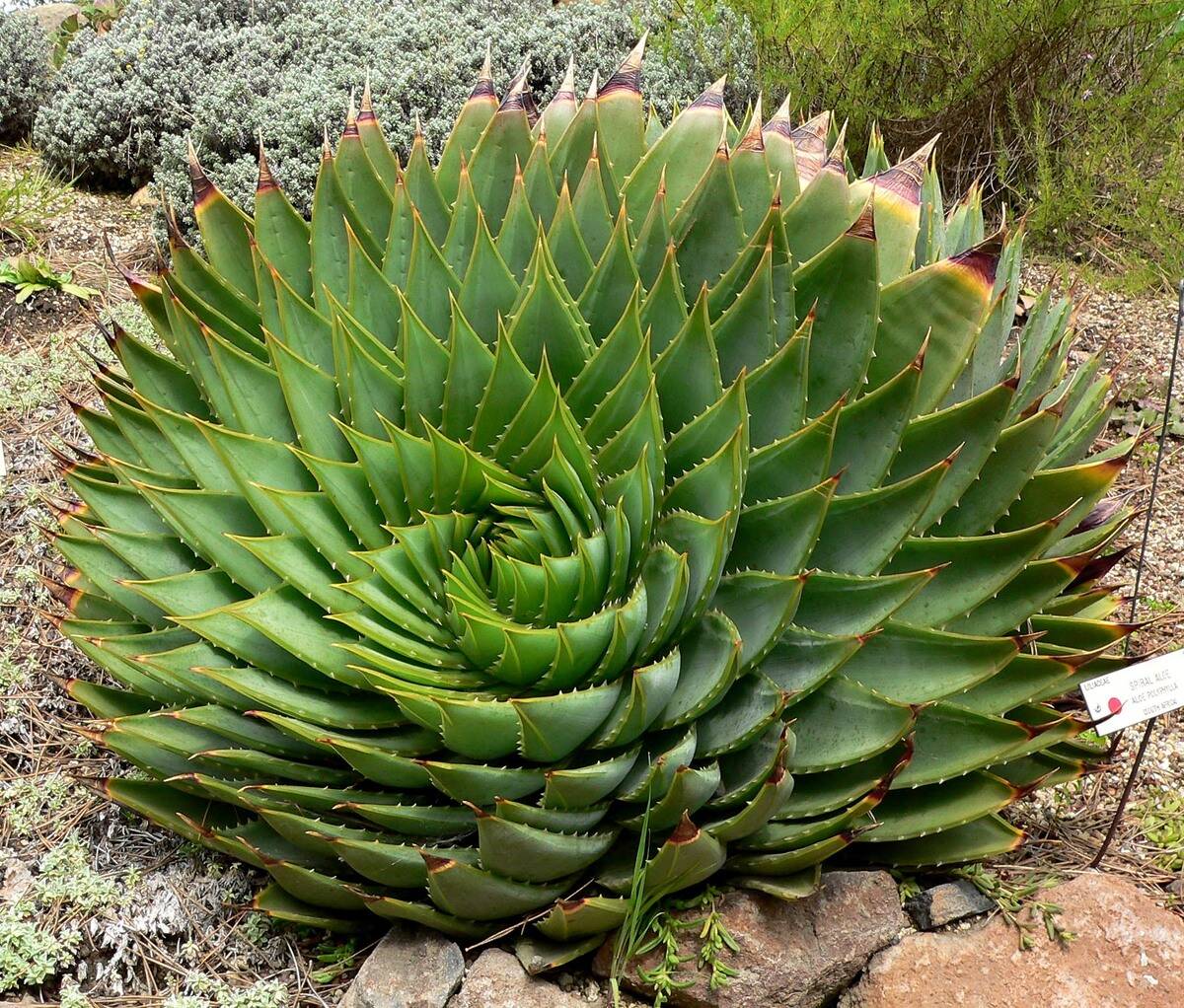 Aloe_polyphylla_1