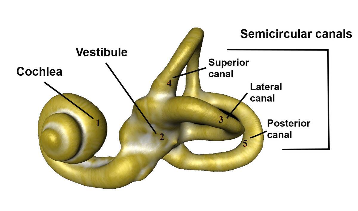 Bony_labyrinth_labelled