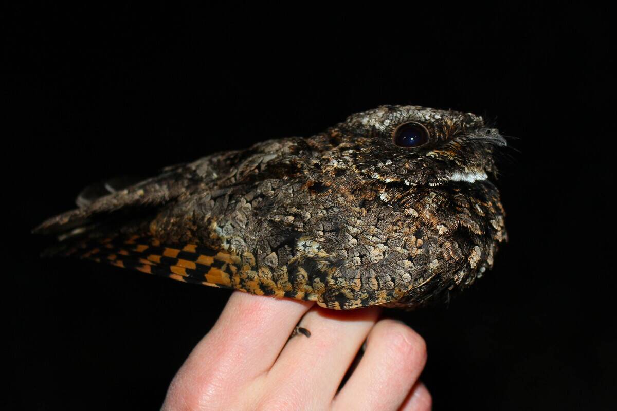 Common_Poorwill