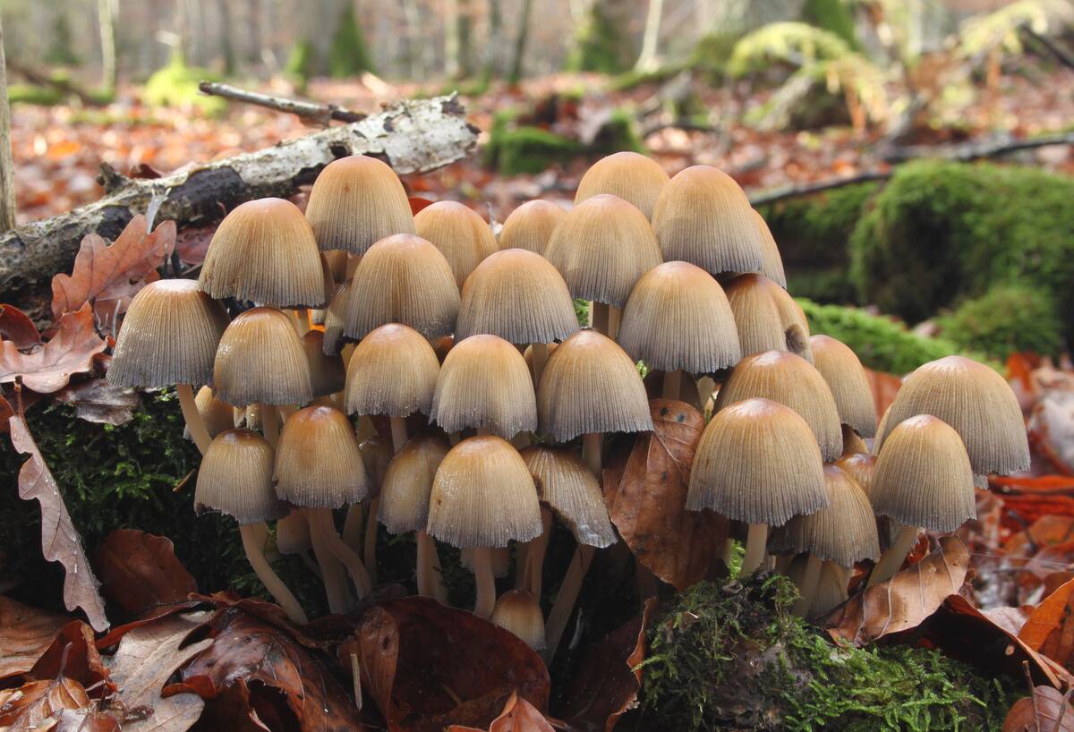 Coprinellus_micaceus_Glimmer-Tintling
