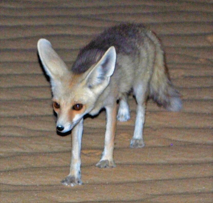 Desert_fox_(Vulpes_rueppellii)_cropped