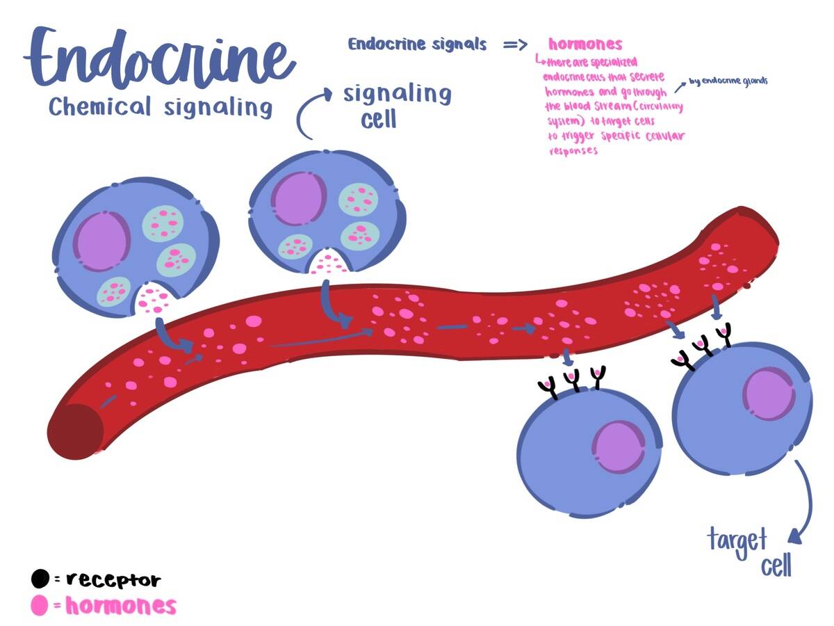 Endocrine_Signaling