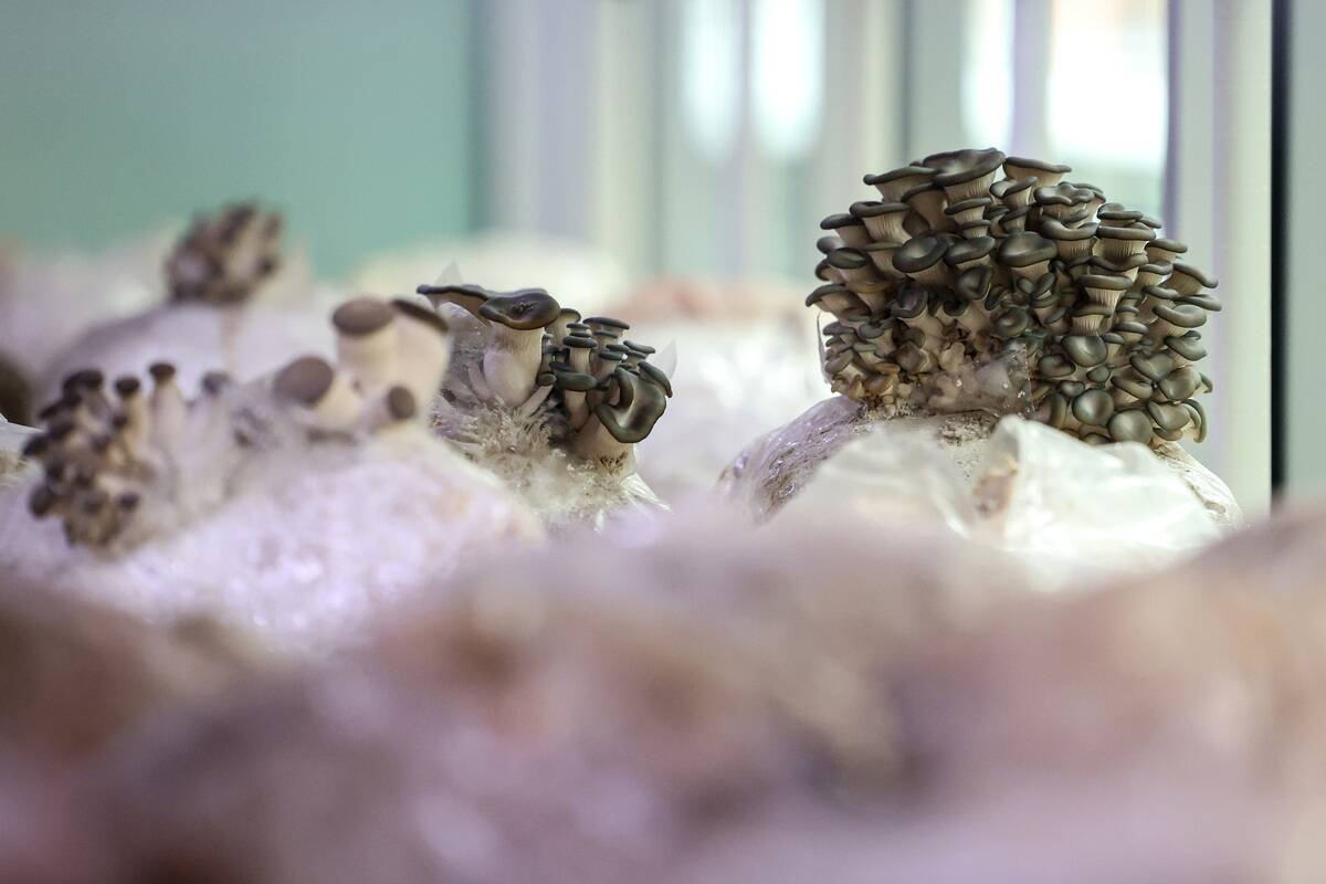 GettyImages-2188446918