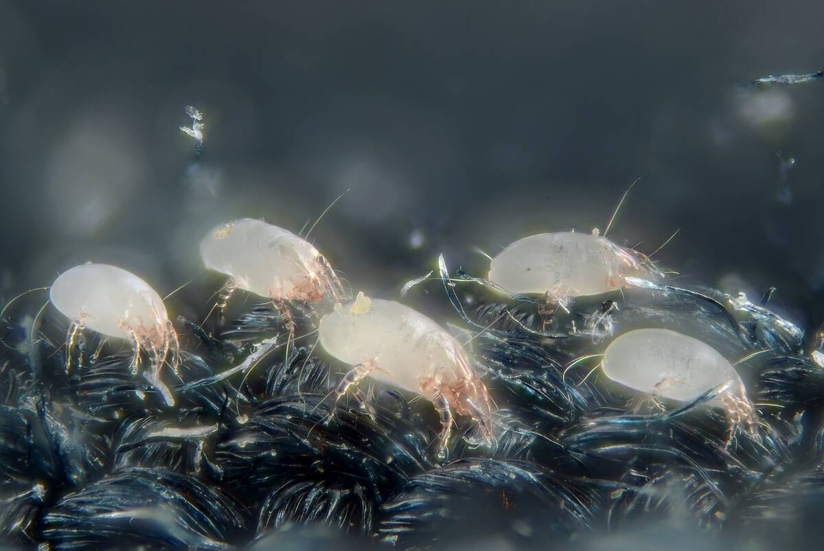 House_dust_mites_(5247996458)