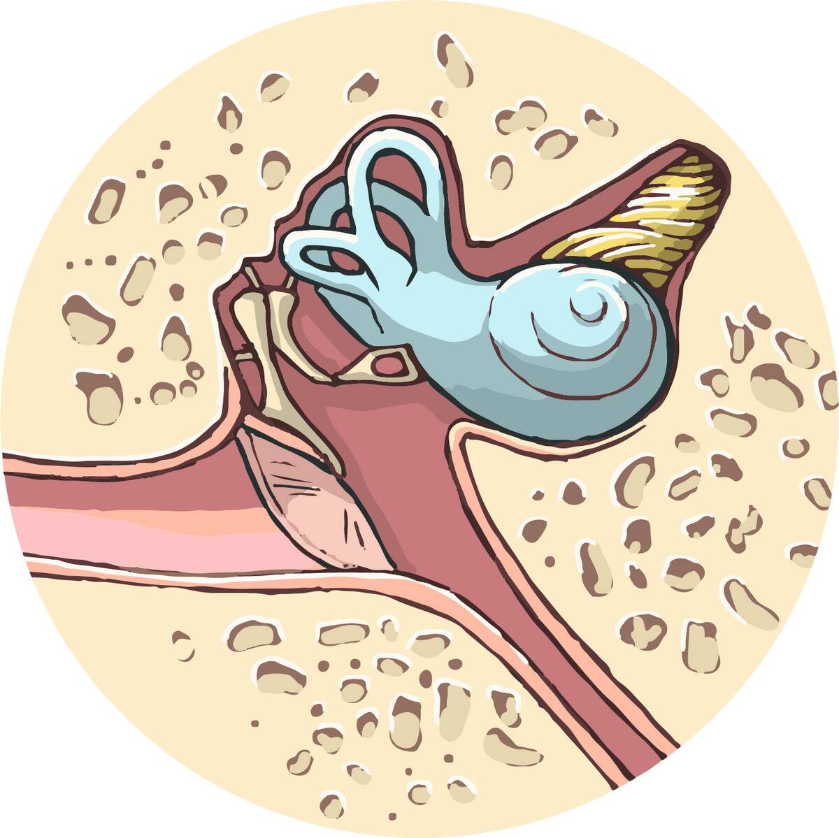 Inner_Ear_(NIH_BioArt_256)