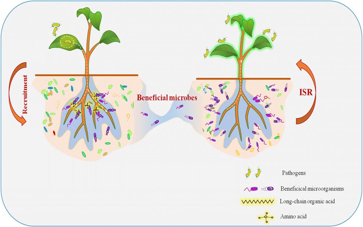 Mechanistic_model_of_soil-borne_legacies_induced_by_foliar_pathogens