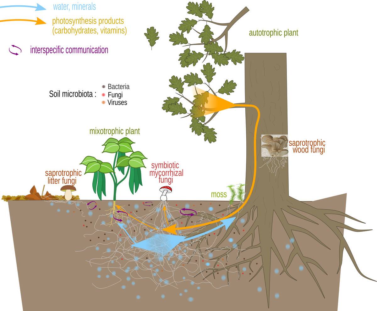 Mycorrhizal_network (1)