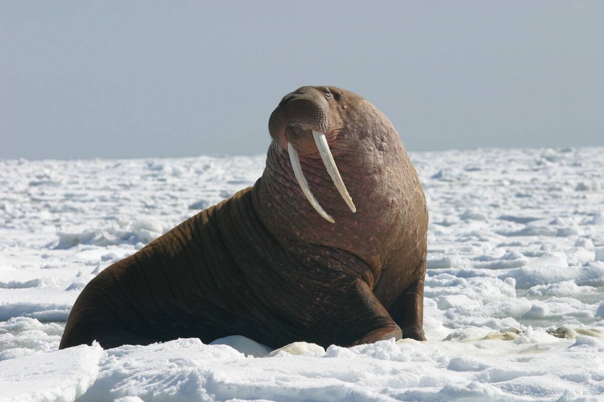 Pacific_Walrus_ Bull_(8247646168)
