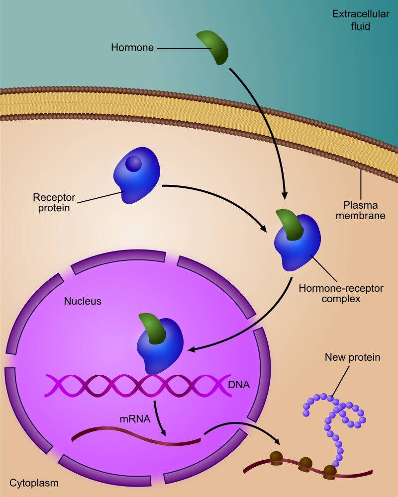 Regulation_of_gene_expression_by_steroid_hormone_receptor