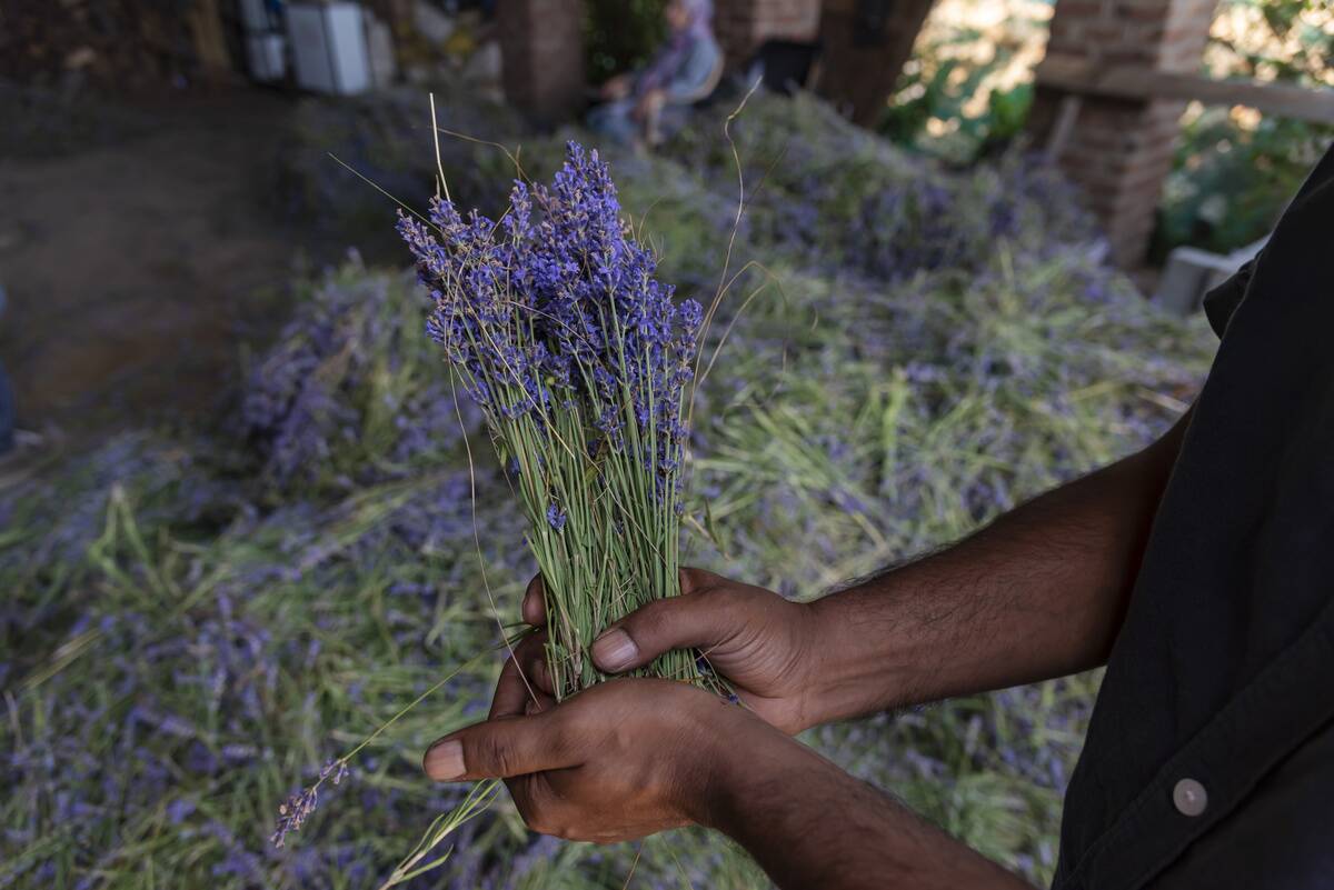 A farmer holds lavender flowers at a distillery unit in...