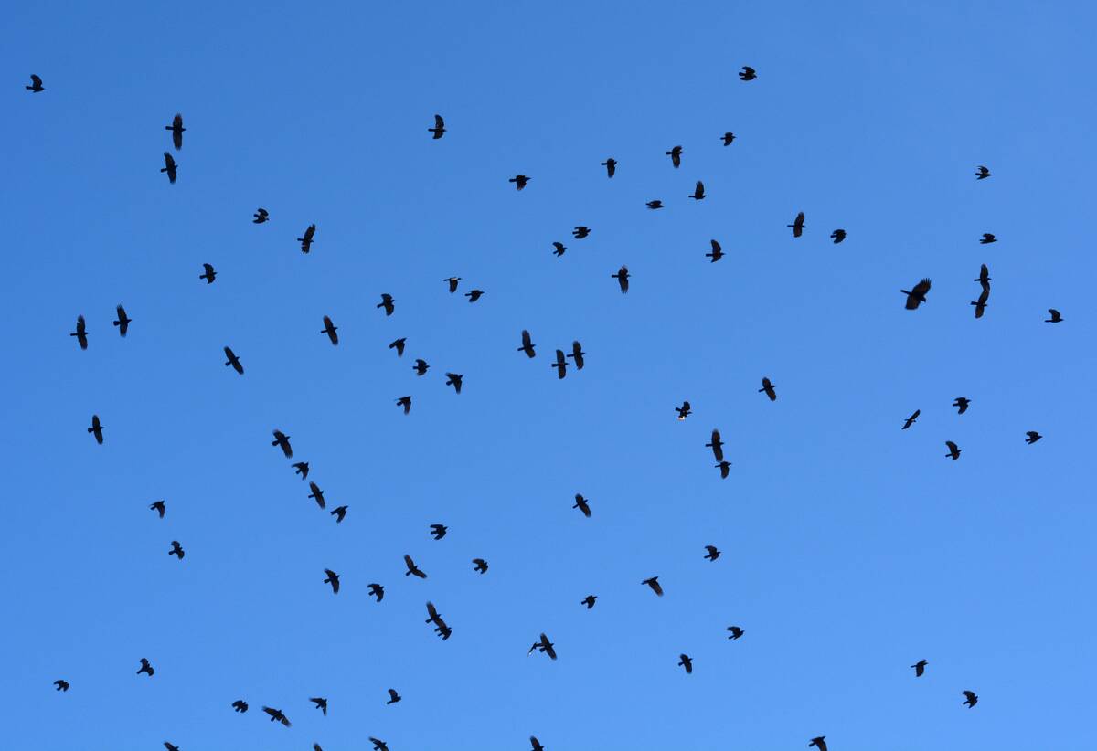 A flock or ravens