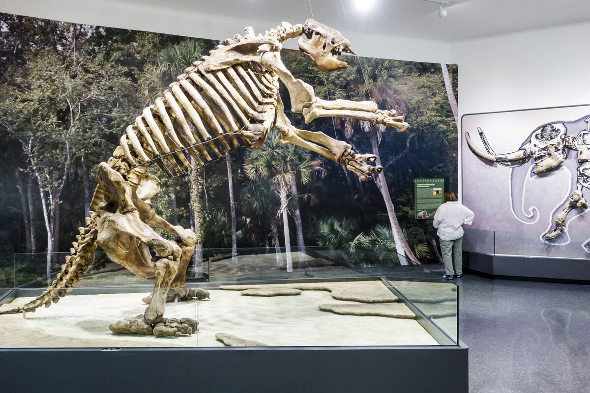 A giant ground sloth skeleton on display inside the Museum of Arts & Sciences.