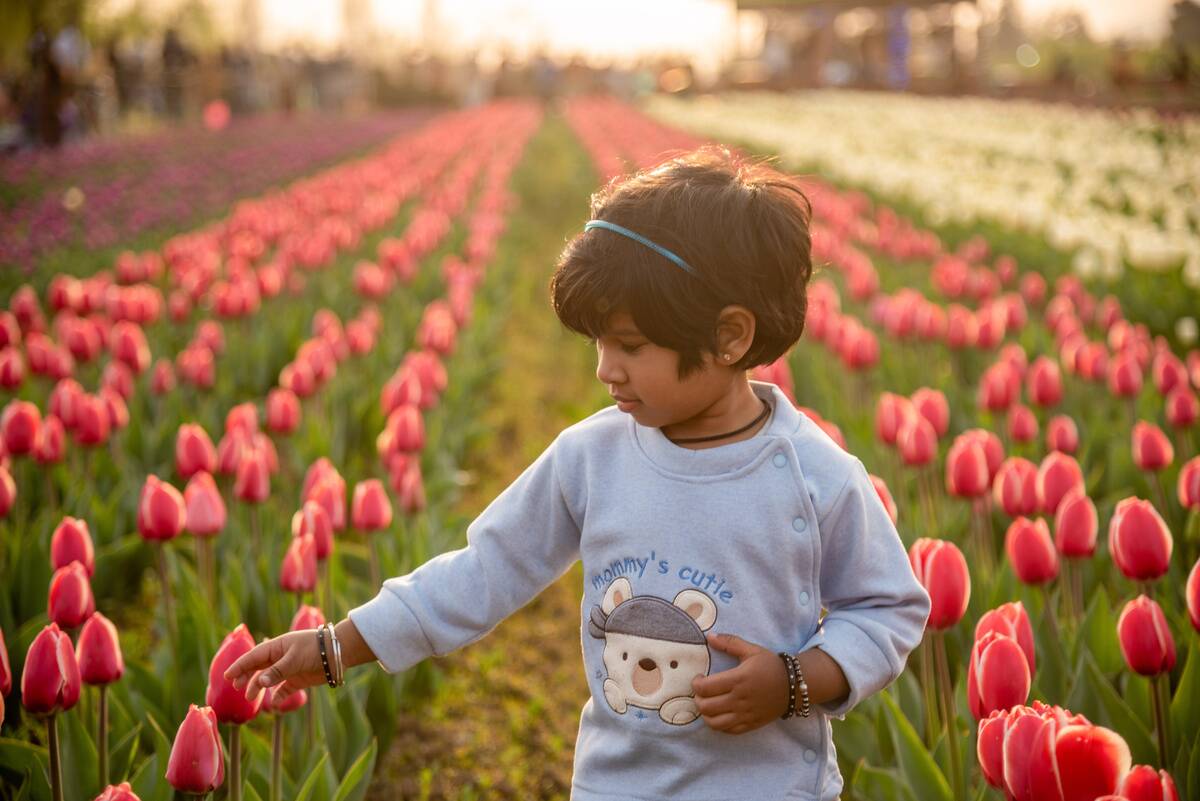 A kid looking at tulip flowers at the Tulip Garden during a...