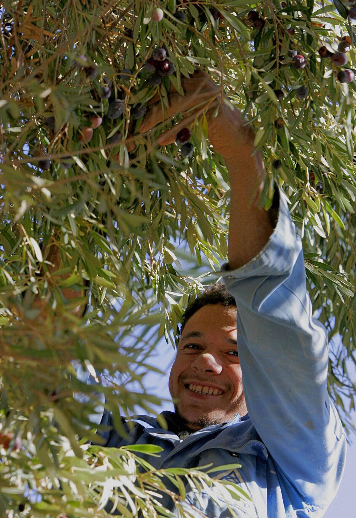 A man pick olives for the extraction of