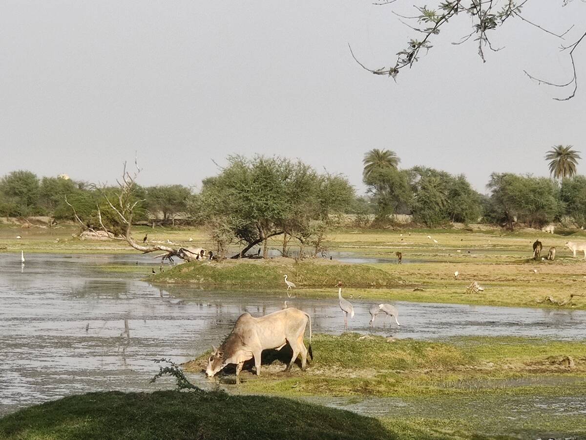 A Paradise For Birds The Famous Keoladeo National Park
