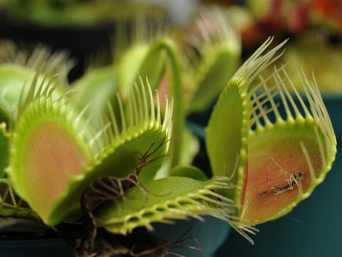 A Venus Flytrap (Dionaea muscipula) is d