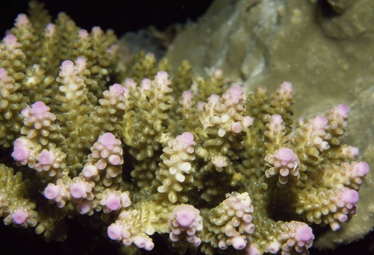 Acropora sp, Acroporidae, with zooxanthellae...