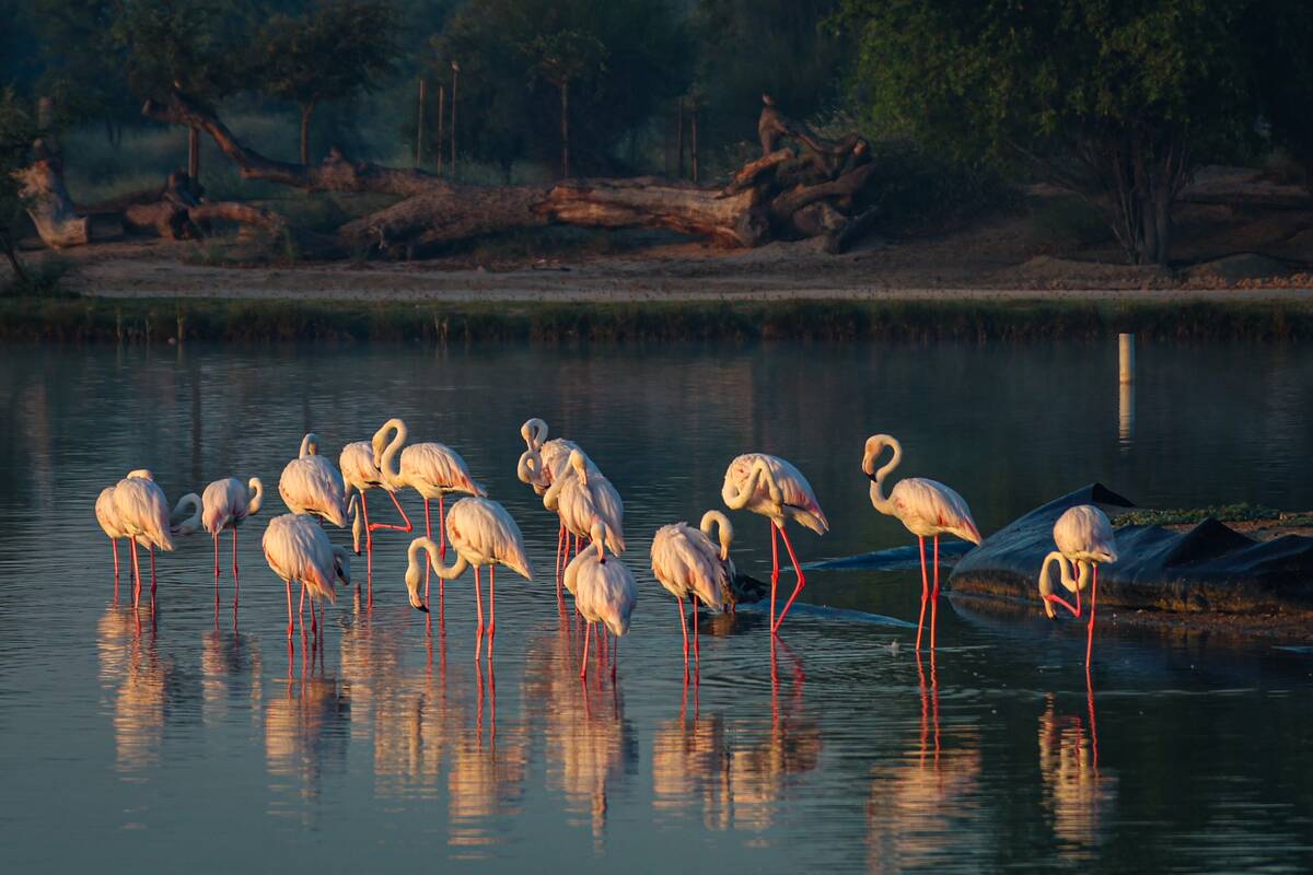 Al Qudra Lake: An oasis in the middle of the desert in Dubai