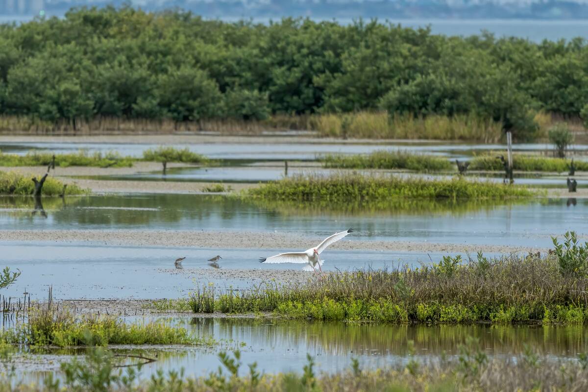 An American White Ibis lands in a marshy wetland. South Padre Island Birding Center, Texas. Nearby are two willets foraging for prey in the tide flats