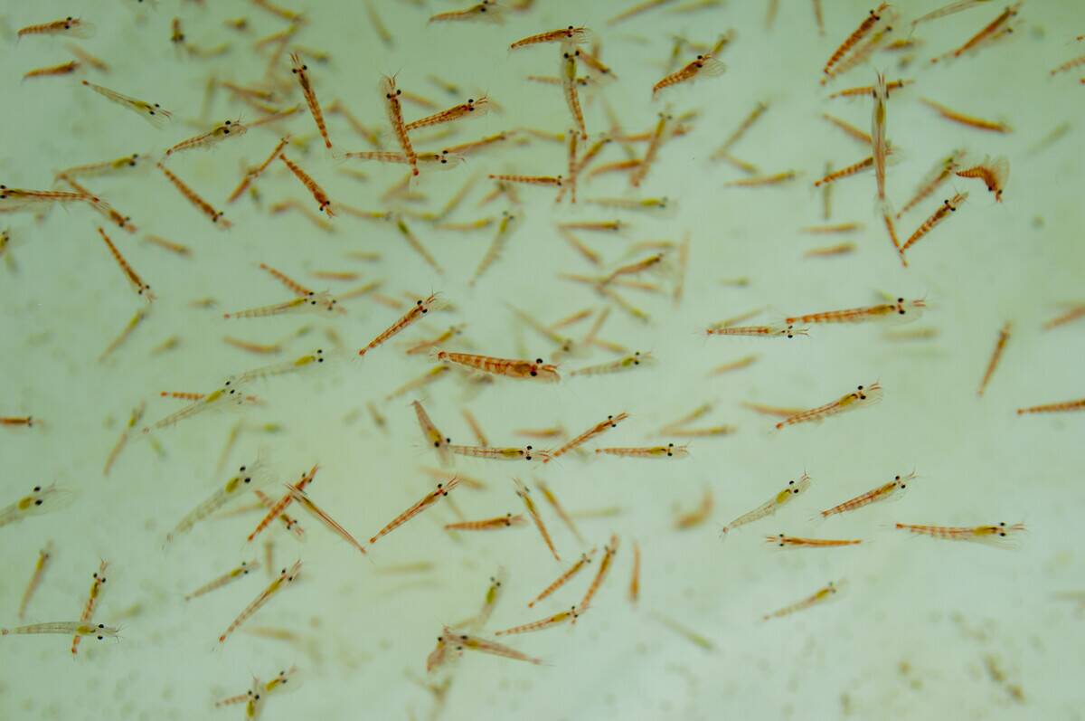 An aquarium with krill at Palmer Station, which is a United...