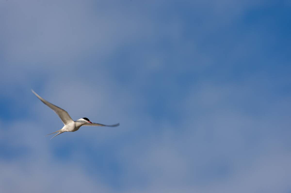 An Arctic tern (Sterna paradisaea) is hovering over a beach...