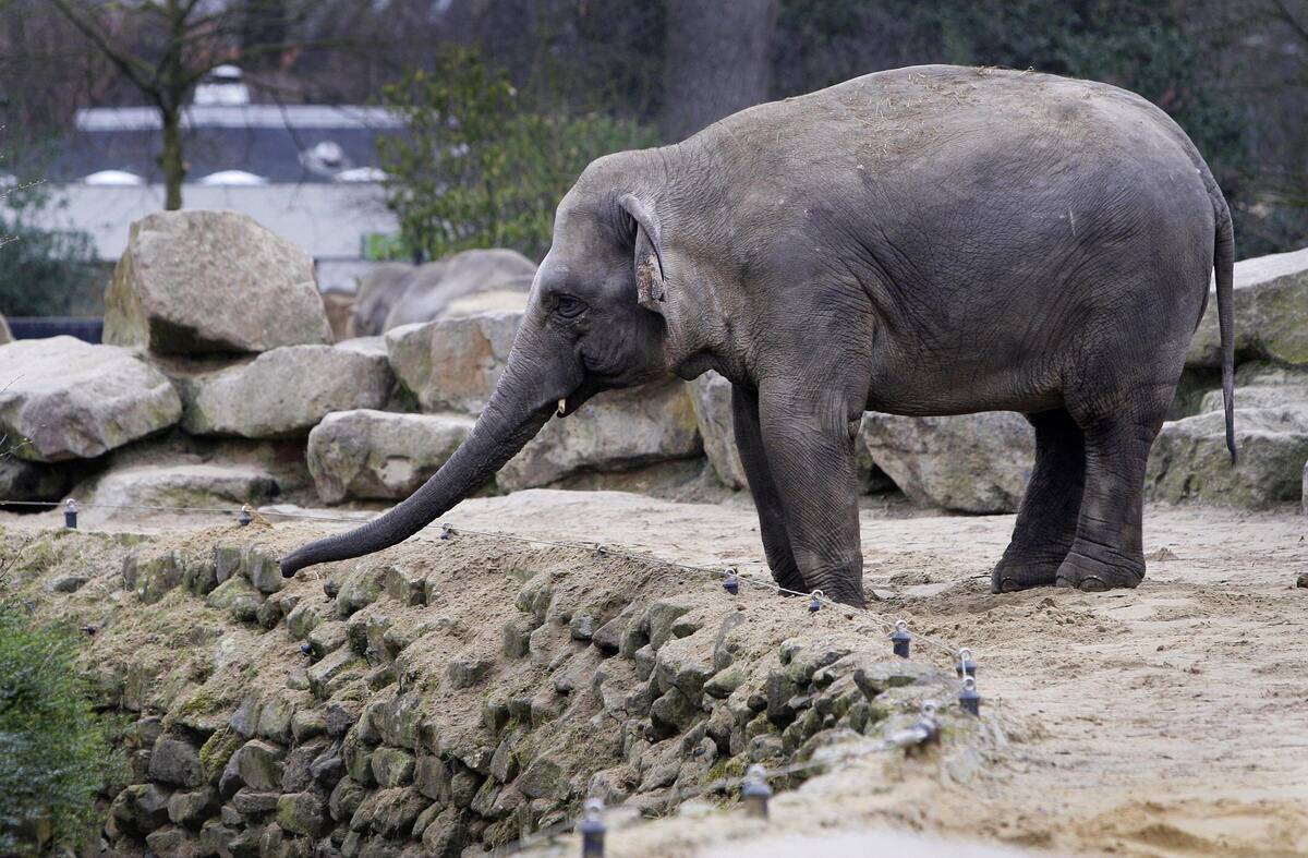 An elephant of the Emmen zoo mourns at t