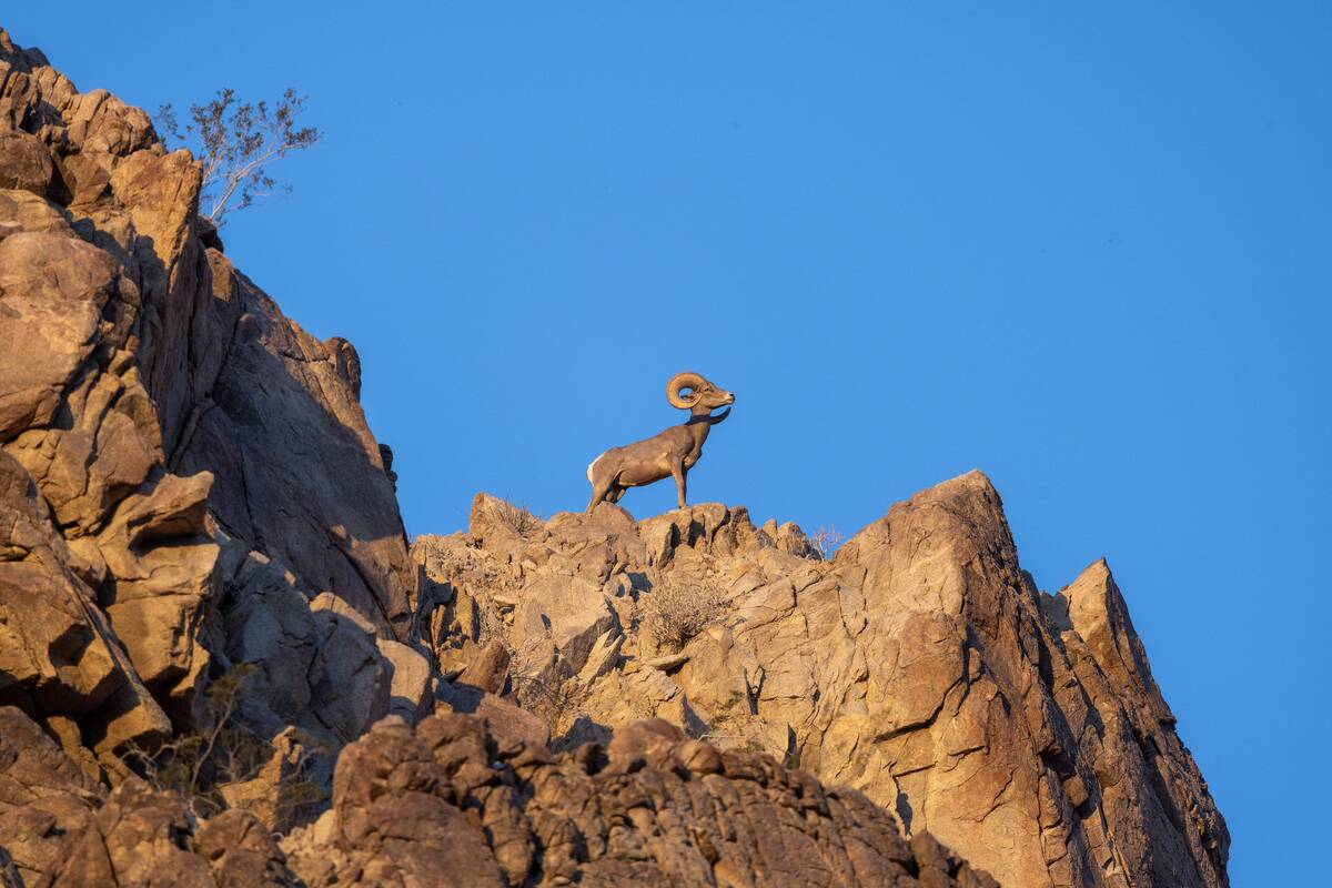 An Intimate View of the Endangered Desert Bighorns of Southern California