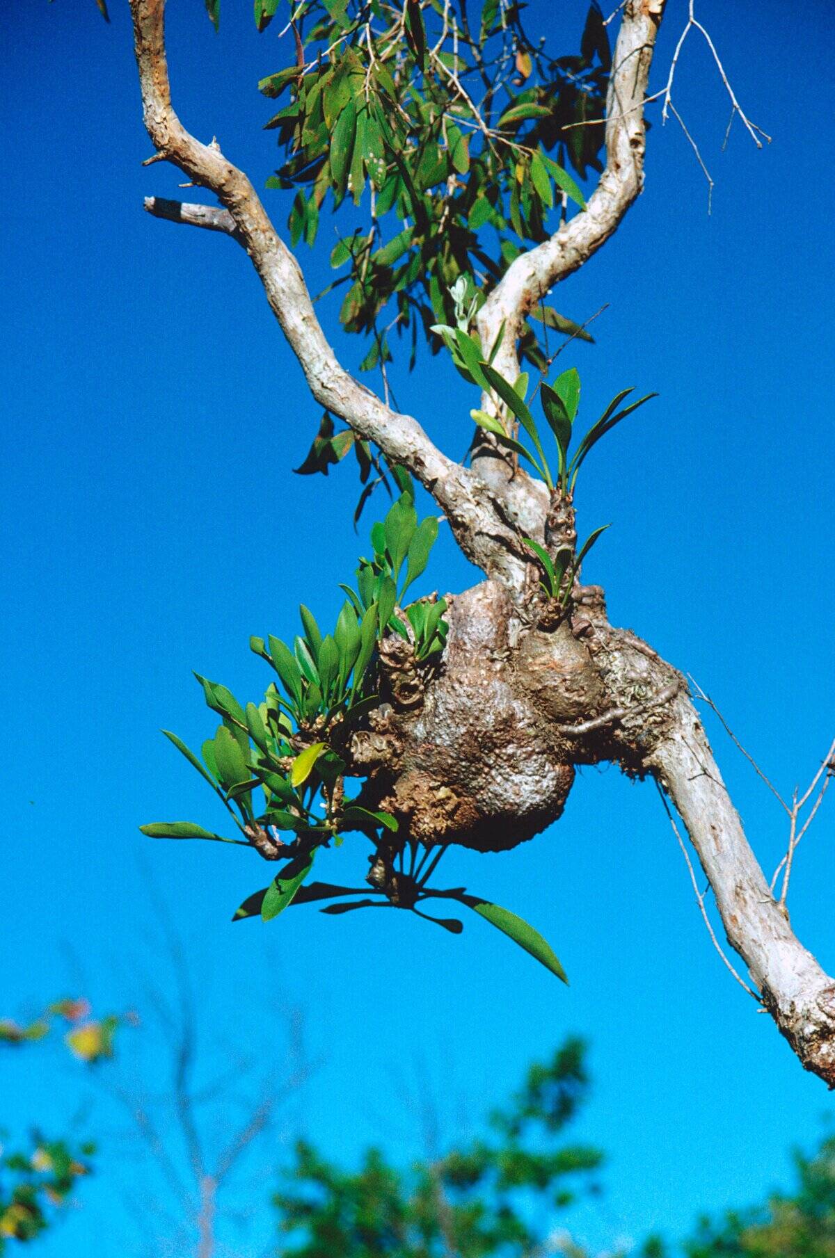 Anthouse plant, Myrmecodia beccarii, epiphytic plant, Tropical Australia