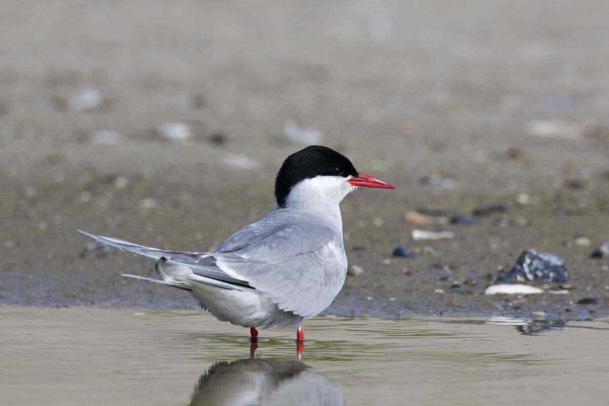 Arctic tern in breeding plumage on beach in summer.
