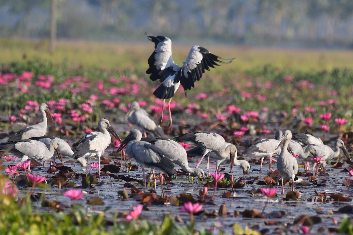 Asian Openbill Storks In Assam