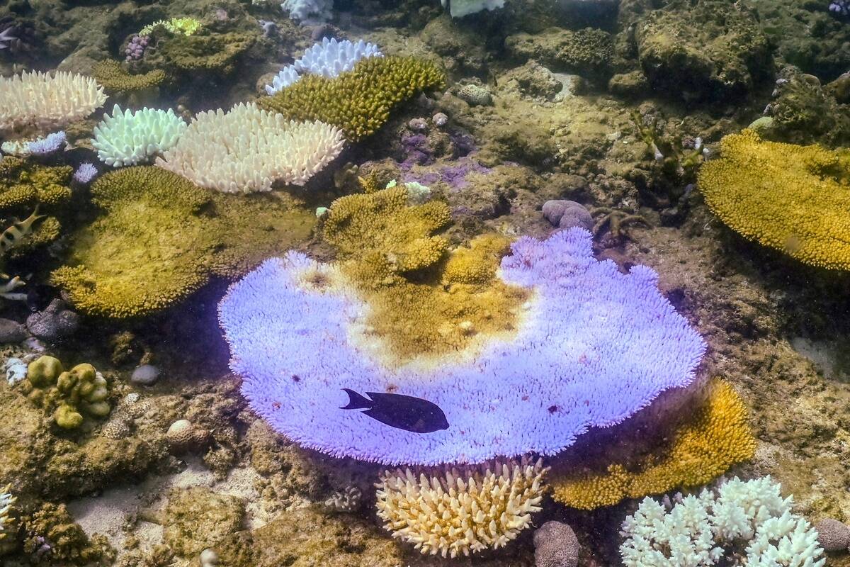 AUSTRALIA-ENVIRONMENT-REEF