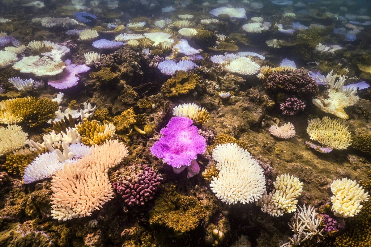 AUSTRALIA-ENVIRONMENT-REEF