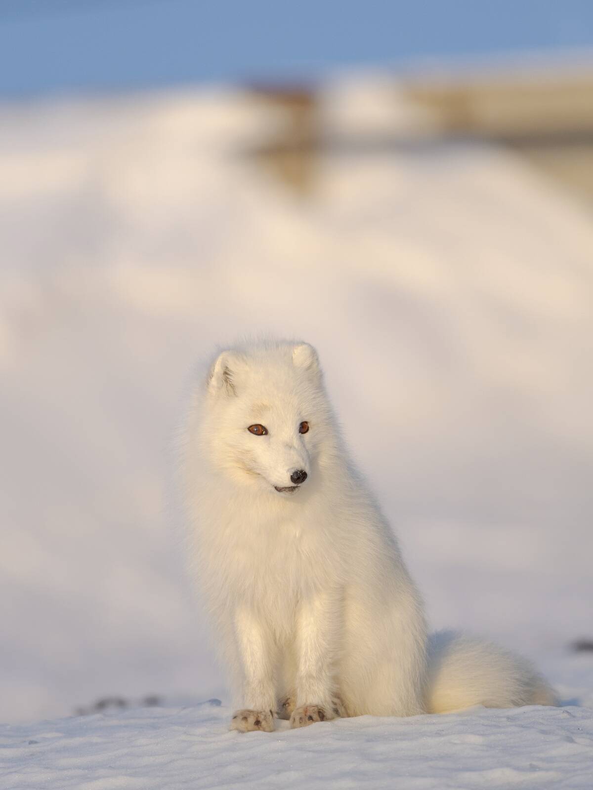 Awesome. ice. alopex Lagopus. animal. arctic Fox. barentsburg. carnivore. cold. cute. fur. groenfjorden. mammal. nobody. nordenskjoeld Land. north