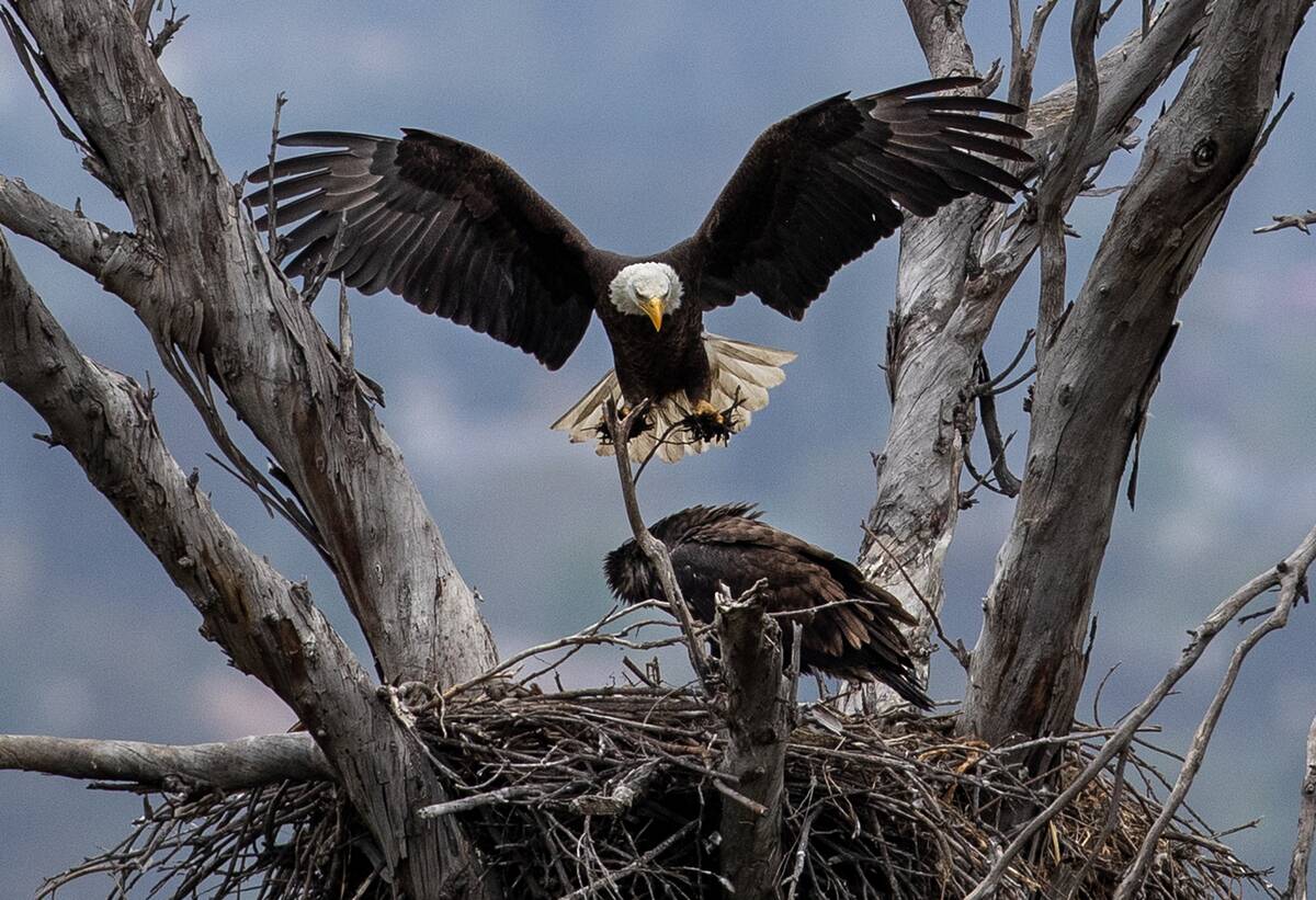 Bald eagles raise eaglets in bustling suburbia instead of open wilderness