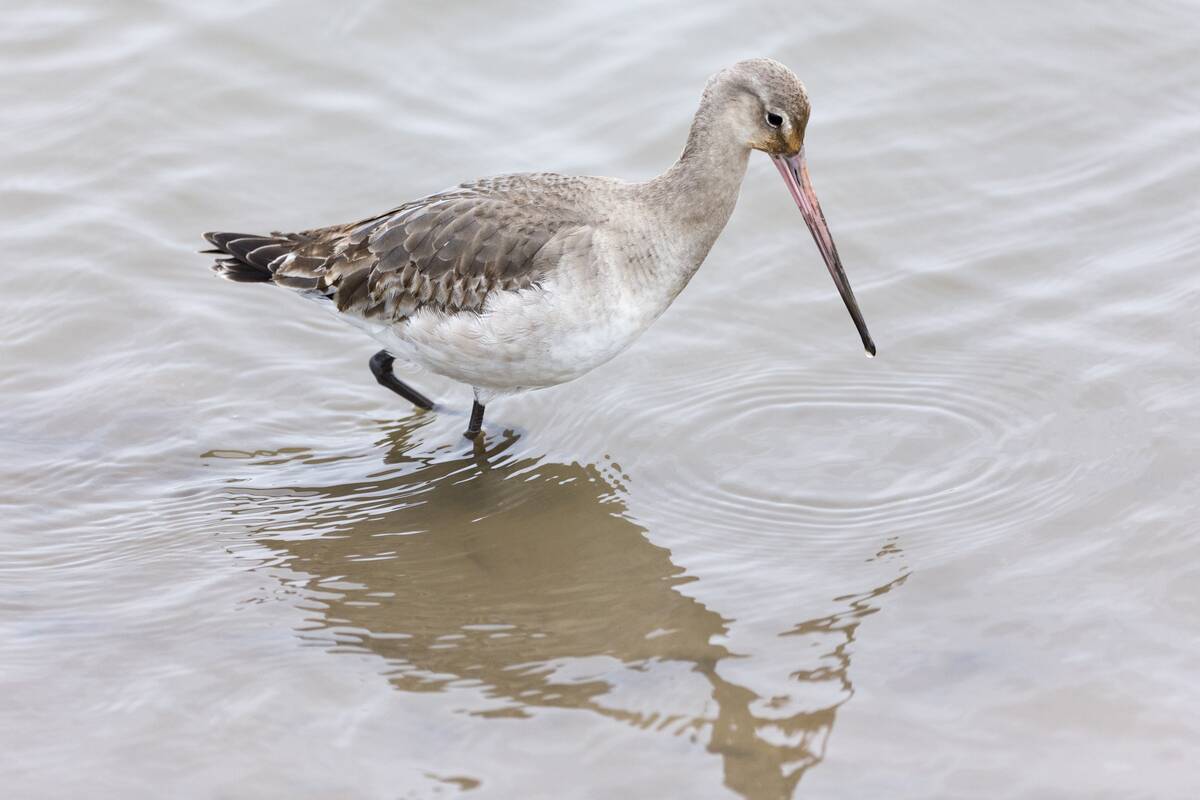Bar-Tailed Godwit, UK