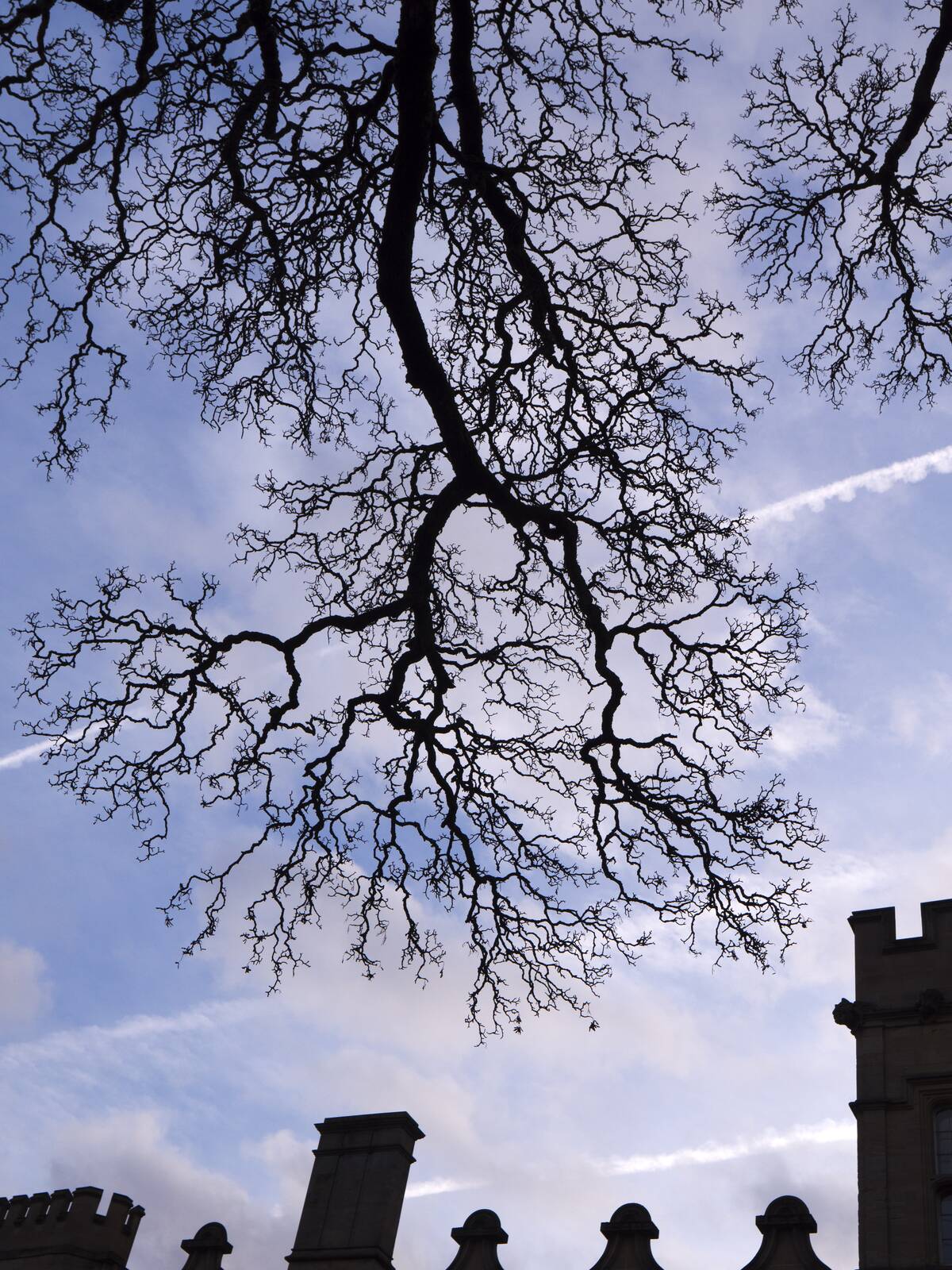 Bare tree and facade of University College, Oxford, on a winter's day