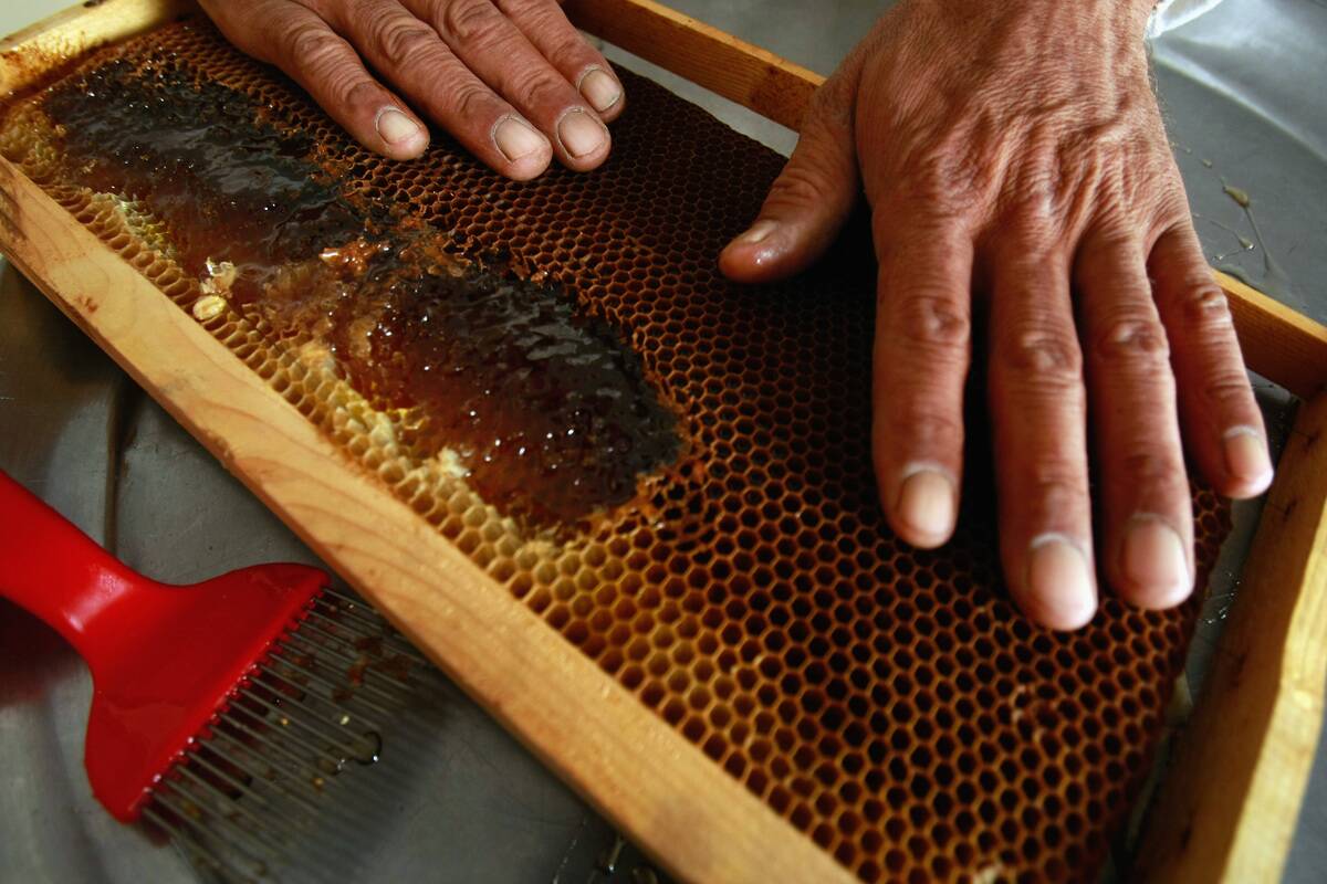 Bees Provide A Source Of Income For Unemployed Palestinian