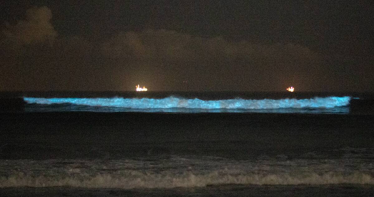Bioluminescent waves are crashing again along Orange County beaches.