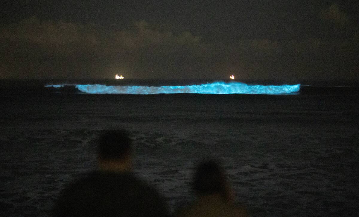 Bioluminescent waves are crashing again along Orange County beaches.