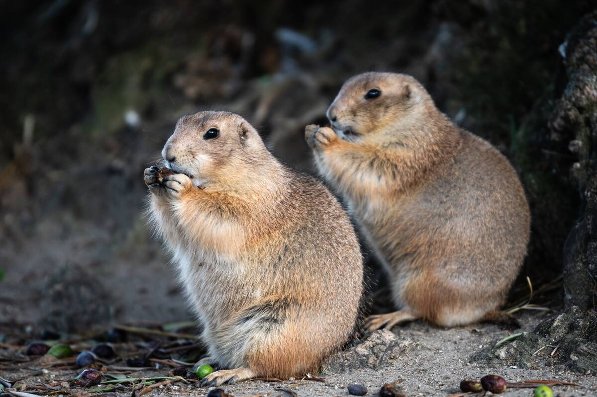Black-tailed prairie dogs (Cynomys ludovicianus) eating in...